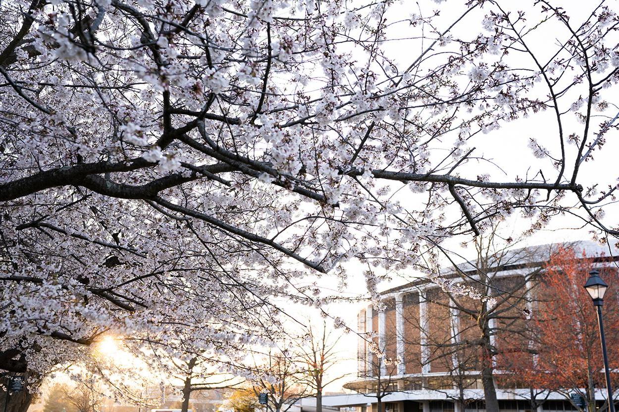 Cherry Blossoms on newbb电子平台's 雅典 Campus