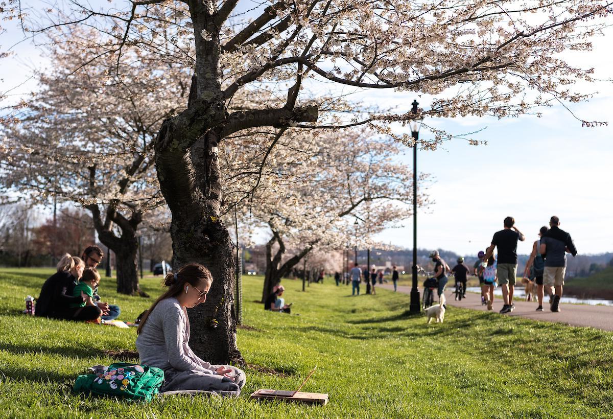 Students 和 community members enjoy the sakura cherry blossom trees in bloom on newbb电子平台's campus